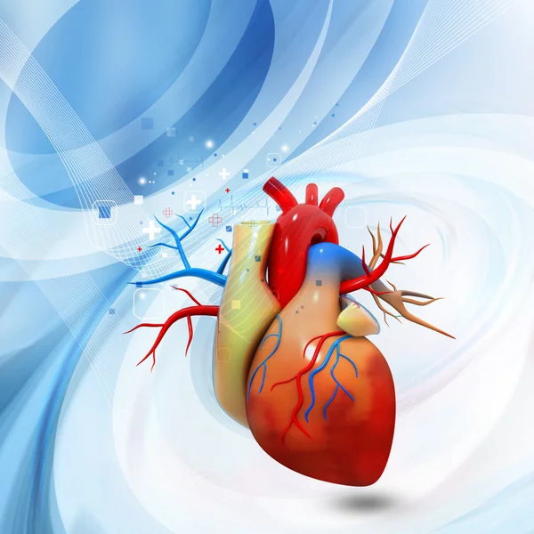 Human heart — Stock Photo, Image