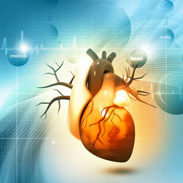 3d Human heart — Stock Photo, Image