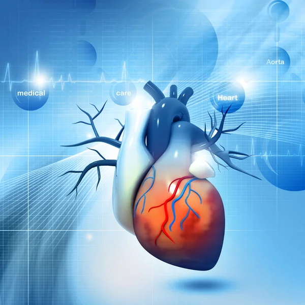 3d Human heart — Stock Photo, Image