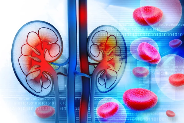 Human kidney cross section — Stock Photo, Image