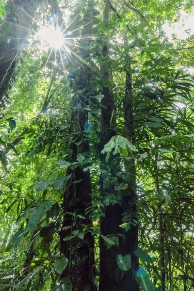 Sunstar Filtrando Através Folhagem Plantas Verdes Floresta Tropical Imagem Vertical — Fotografia de Stock