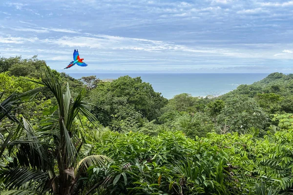 Papagaio Voando Sobre Floresta Tropical Com Mar Fundo — Fotografia de Stock