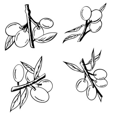 Zeytinli çizilmiş ağaç seti, beyaz arka planda izole edilmiş zeytin dalları, vektör el çizimi. Zeytin yağı şişesi etiketi için sembol veya logo