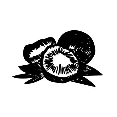 Beyaz arkaplanda izole edilmiş vektör elle çizilmiş hindistan cevizi simgesi logosu. Hindistan cevizi tasviri