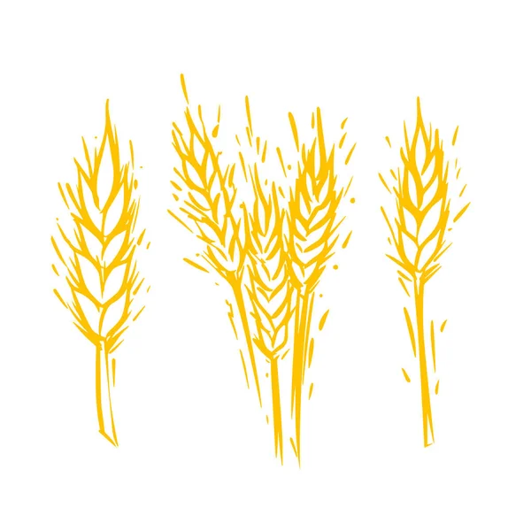 Beyaz Arka Planda Izole Edilmiş Vektör Elle Çizilmiş Buğday Kulaklı — Stok Vektör