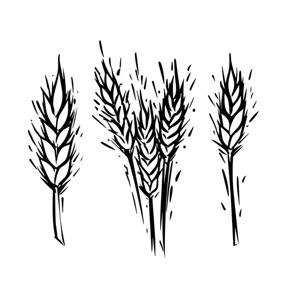 Logo Pšeničných Uší Nastaveno Vektorem Ručně Kreslený Styl Izolované Bílém — Stockový vektor