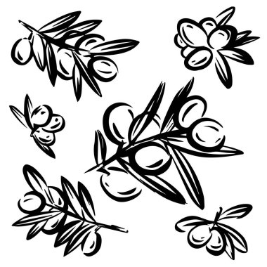 Beyaz arkaplanda izole edilmiş vektör elle çizilmiş zeytin simgesi logosu. Doğal yiyecek paketleme tasarımı için zeytin