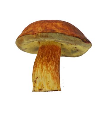 bolete mantar