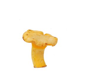 Cantharellus cibarius mantar