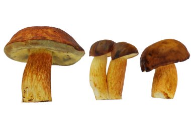 bolete mantar