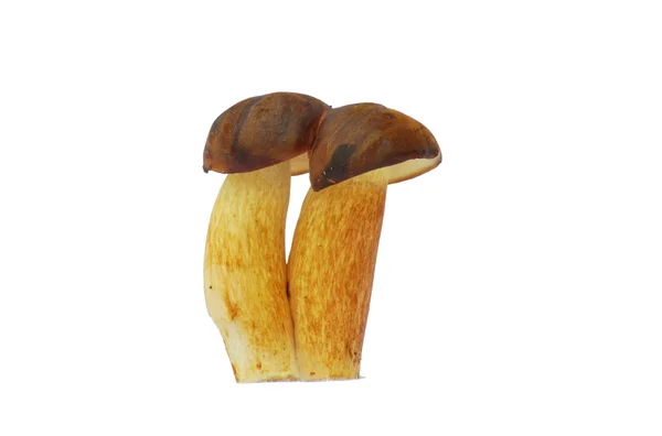 Champignon bolete — Photo