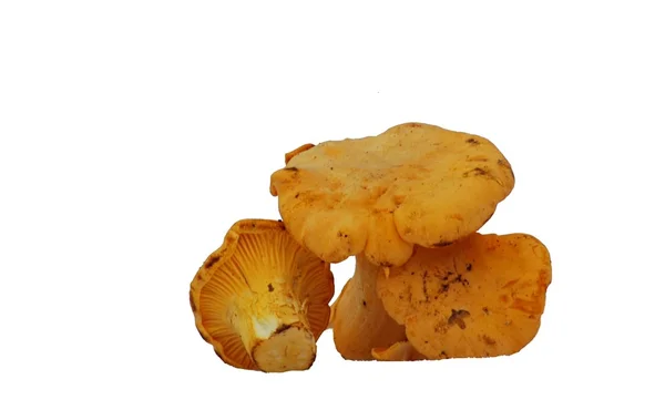 Champiñón chanterelle — Foto de Stock