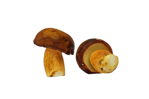 Champignon bolete — Photo