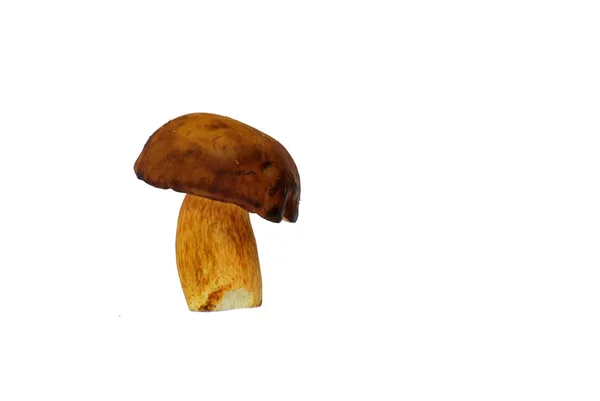 Steinpilz — Stockfoto