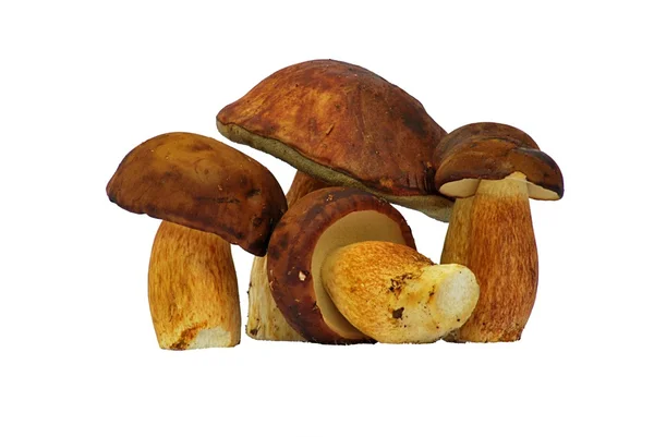 bolete mantar