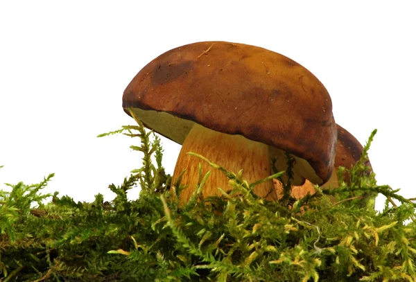bolete mantar