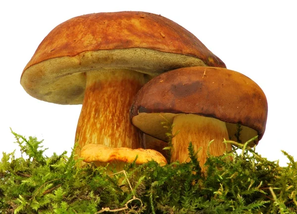 bolete mantar