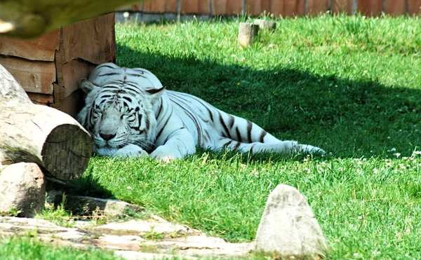 Tigre branco — Fotografia de Stock