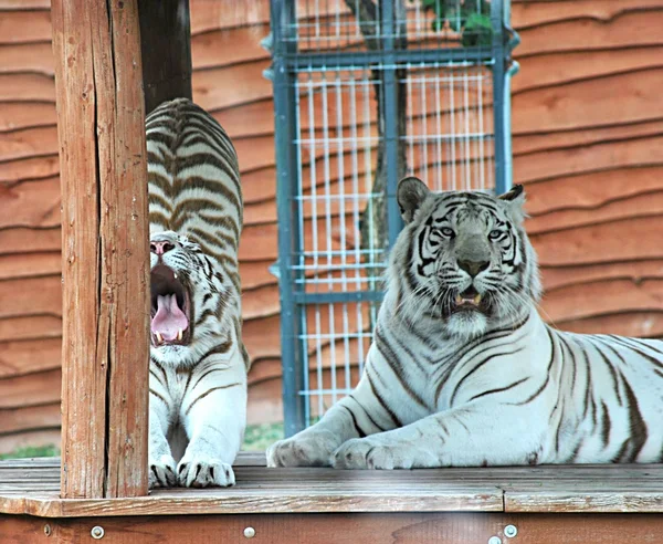 Fehér tigris — Stock Fotó