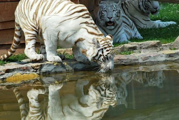 Weißer Tiger — Stockfoto