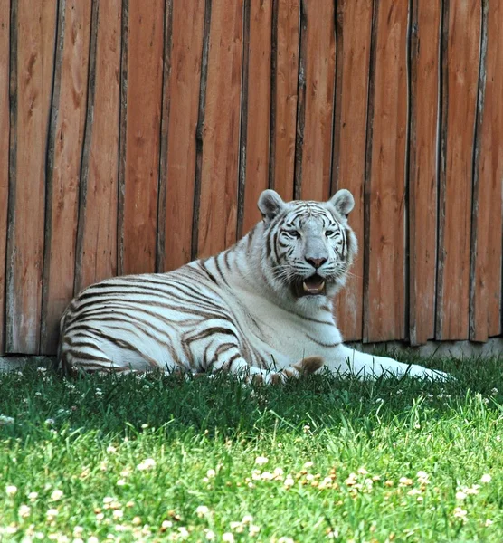 Tigre branco — Fotografia de Stock