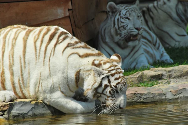 Tigre blanco —  Fotos de Stock