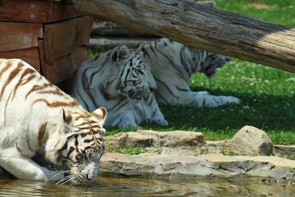 Witte tijger — Stockfoto