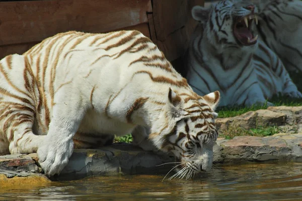 Witte tijger — Stockfoto