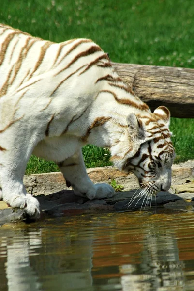 Witte tijger — Stockfoto