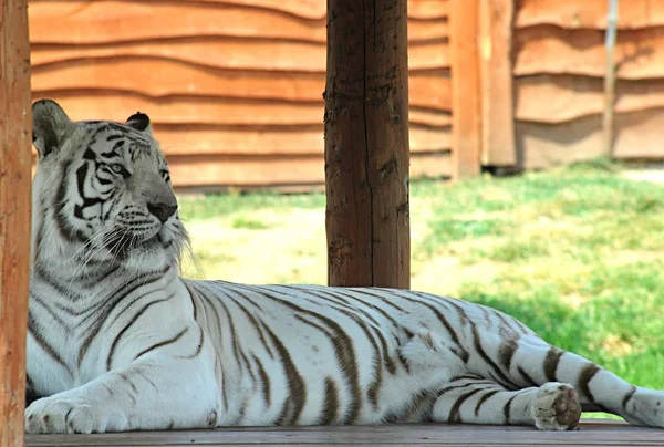 Weißer Tiger — Stockfoto