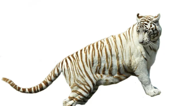 Weißer Tiger — Stockfoto