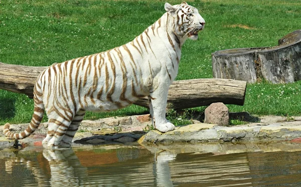 Bílý tygr — Stock fotografie
