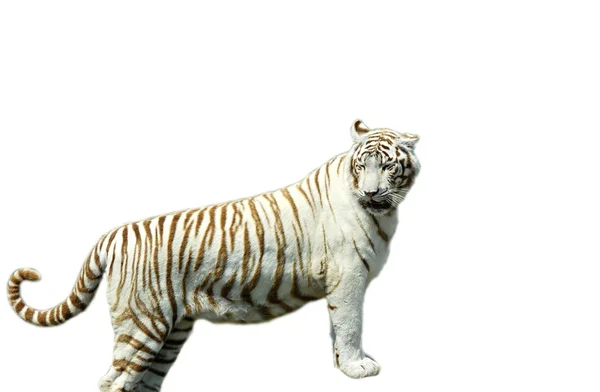 Tigre branco — Fotografia de Stock