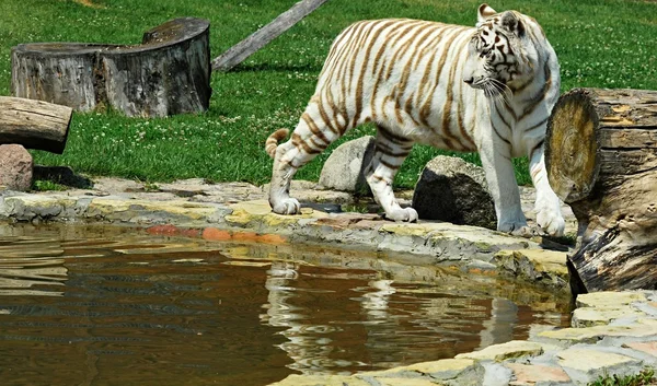 Tigre branco — Fotografia de Stock