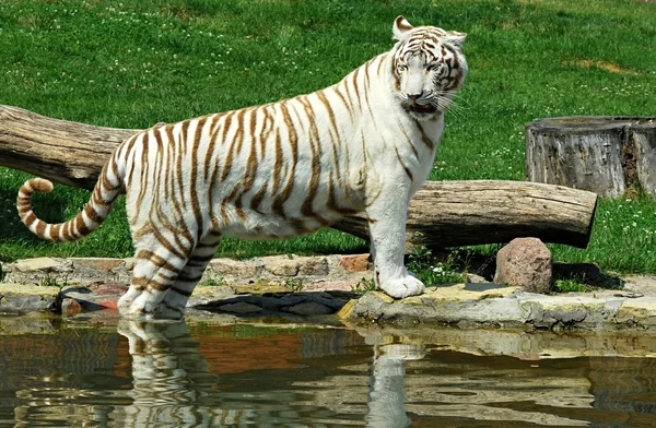 Witte tijger — Stockfoto