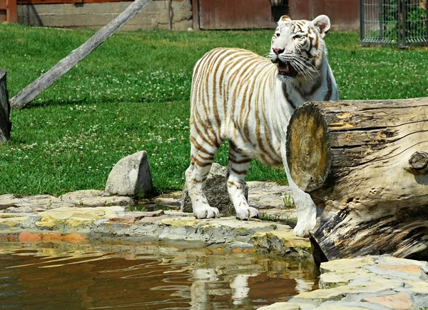 Weißer Tiger — Stockfoto