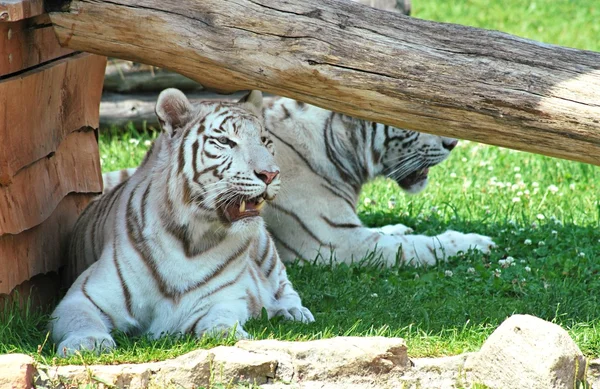 Tigre branco — Fotografia de Stock