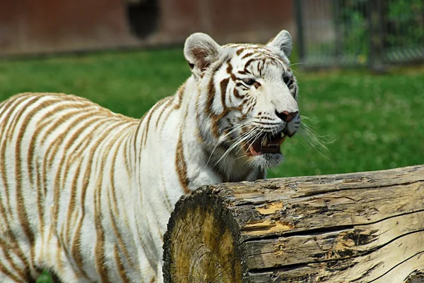 Witte tijger — Stockfoto