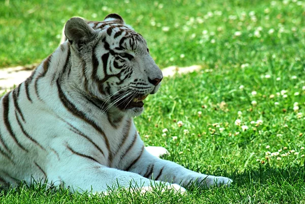 Witte tijger — Stockfoto