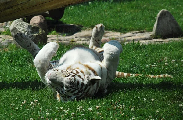 Tigre branco — Fotografia de Stock