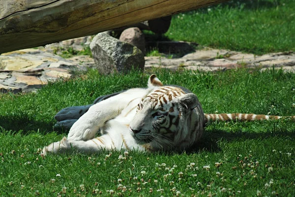 Witte tijger — Stockfoto