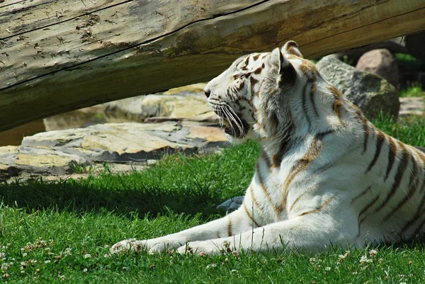 Witte tijger — Stockfoto