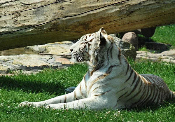 Tigre branco — Fotografia de Stock