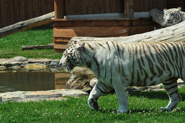 Witte tijger — Stockfoto