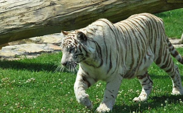 Tigre branco — Fotografia de Stock