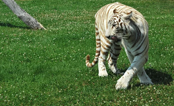 Tigre branco — Fotografia de Stock