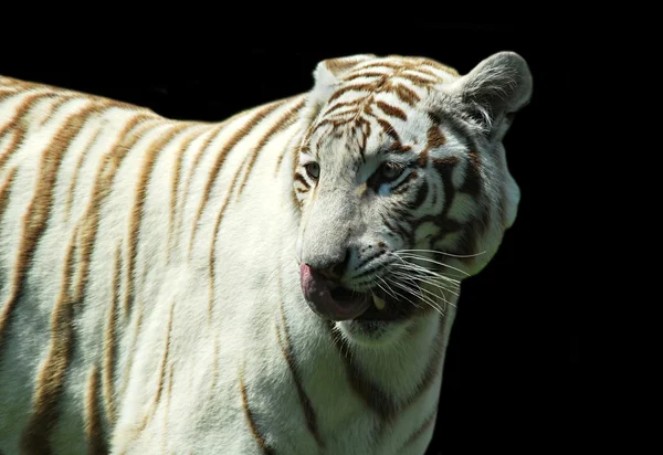 Witte tijger — Stockfoto