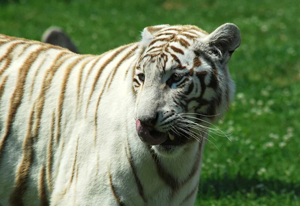 Witte tijger — Stockfoto