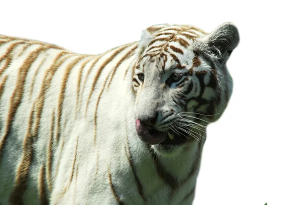 Weißer Tiger — Stockfoto