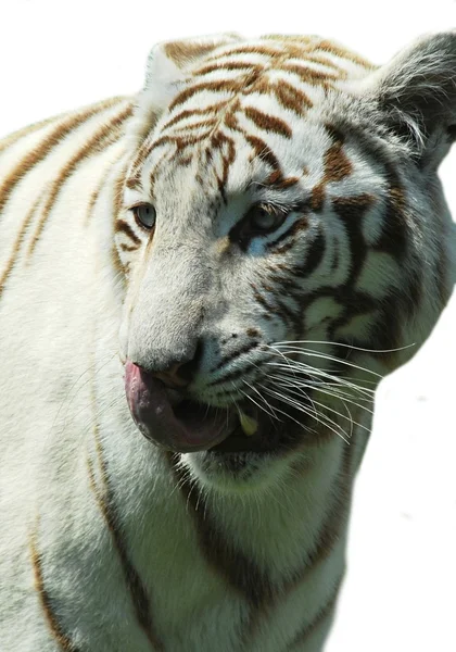 Tigre branco — Fotografia de Stock